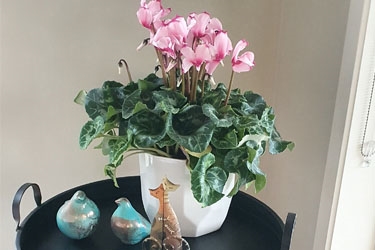 15cm Curly Flame Variety Thumbnail.jpg